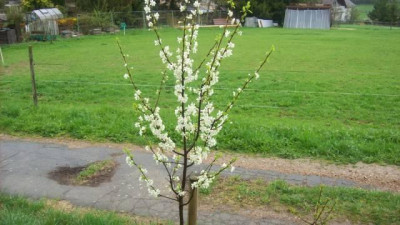 Garten_Spilling_002_k.jpg