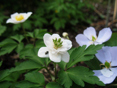 IMG_7730_Anemone_nemorosa_Thekla2.jpg