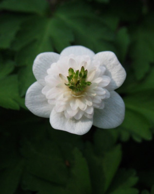 IMG_7730_Anemone_nemorosa_Thekla.jpg