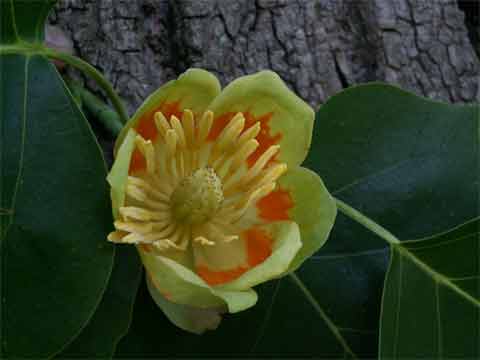 2005_0617-317tulip.jpg