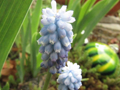 Muscari_Hmmelblau.jpg