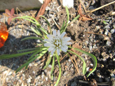 Taraxacum_pamiricum_130426.jpg