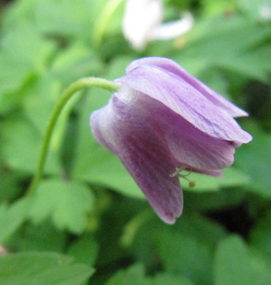 Anemone_nem_rot.jpg