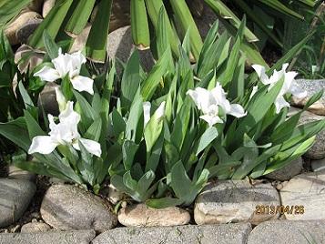 Lilywhite_260413verysmall.jpg