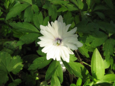Anemone_nem_Blue_Eye_130426.jpg