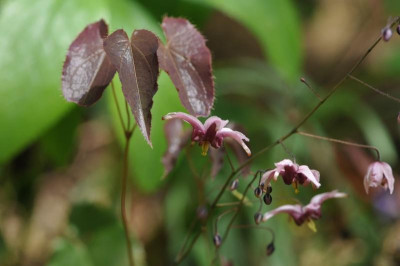 2013-04-26_Epimedium_Samling_1.jpg