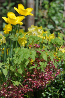 2013-04-26_rubrum.jpg