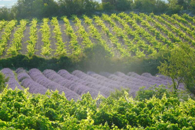 Lavendel_und_Wein.jpg