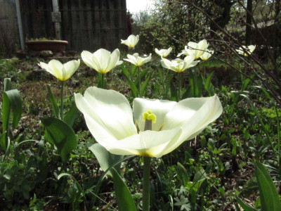 T_purissima_130426.jpg