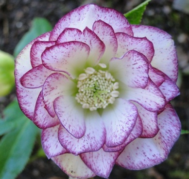 22.April_2013_033.JPG