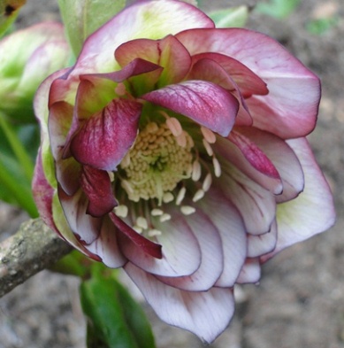Helleborus_23.Aprl_2013_002.JPG