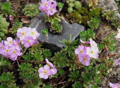 Androsace_sempervivoides_Susan_Joan__...___27.4.13._005.jpg
