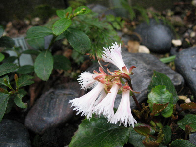 Shortia_soldanelloides_var._intercedens__...___26.4.13._002.jpg