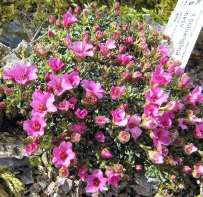 Saxifraga_x_poluanglica_Yours_Success_130420.jpg