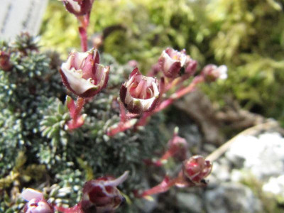 Sxifraga_x_irvingii_Rubella_130420.jpg