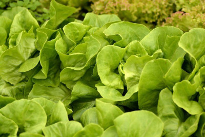 April-Kopfsalat.jpg