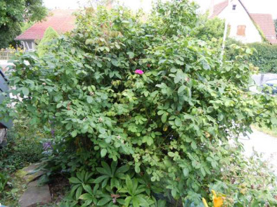 Rose_de_Resht_002_jajfjfjjjo.JPG