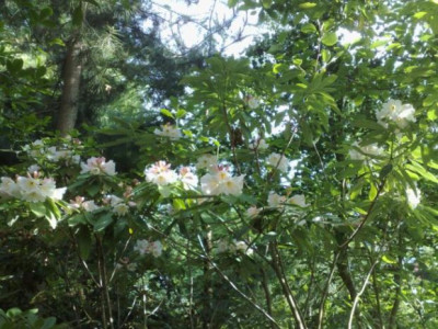 08062009Rh.fortunei_ssp.discolor_01.jpg