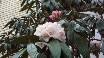 2013-04-27-0383R.arboreum_ssp.cinnamomeum_var._roseum_Sch.2649_pale_pink.jpg