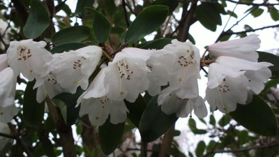 2013-04-27-0391R.oreodoxa_var.fargesii_Bohlje.jpg