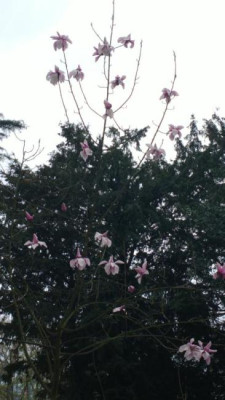 2013-04-27-0379Magnolia_campbelli_Princess_Magaret.jpg