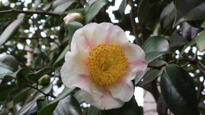 2013-04-27-0396Camellia_japonica_Kyo_Nishiki.jpg
