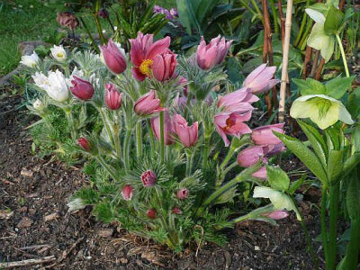 b2404615_pulsatilla_vulg_rot_80k.jpg