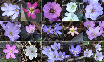 Hepaticas_2013_80k.jpg