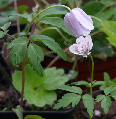 b2704675_Anemonen_Abendhimmel_und_Lehna_80k.jpg