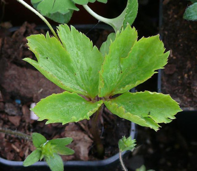 b2704677_paeonia_oder_was_80k.jpg