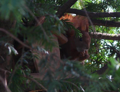 b2104506_eichhornchen.jpg