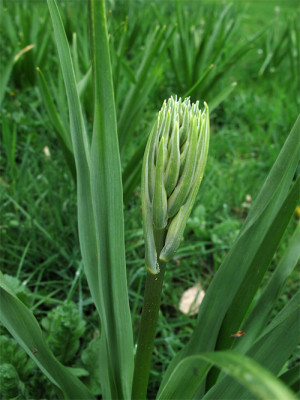 Camassia_cusickii_28_april13.jpg