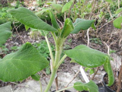 H._sargentiana_Norddeutscher_Typ_1024x768.jpg