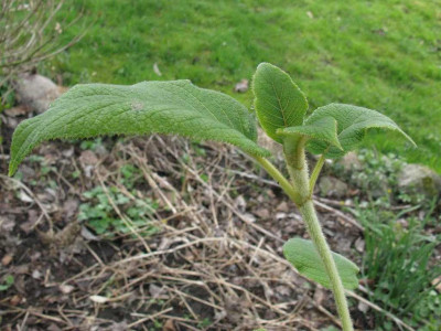 H._sargentiana_Speckhard_1024x768.jpg