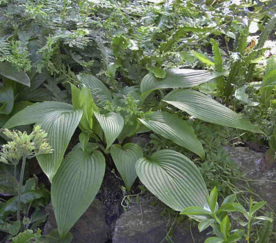 Hosta_kikutii_caput-avisRimg0589.JPG