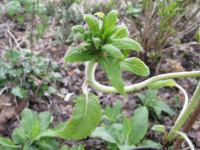 H._sargentiana_Fars_1024x768.jpg