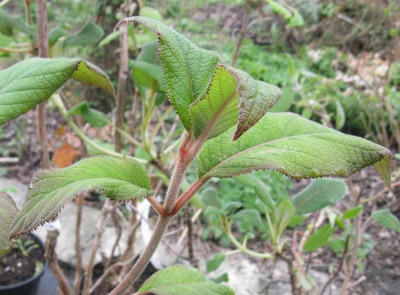 H._aspera_Macrophylla_1024x768.jpg