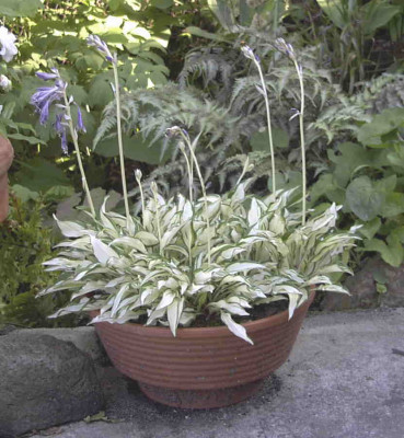 Hosta_MasqueradeRimg0620.JPG
