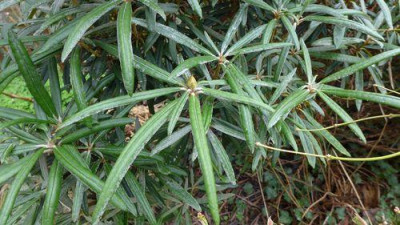 Rhododendron_makinoi_fars_2013.jpg