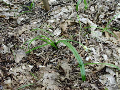 Allium_paradoxum.jpg