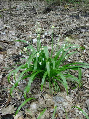 Allium_paradoxer.jpg
