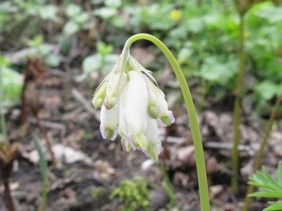 Samling_Cornus_1024x768.jpg