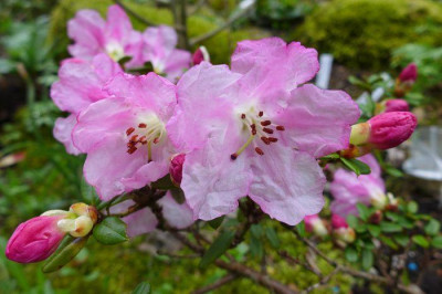 Rhododendron_dendrocharis_fars_2013.jpg