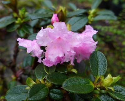 Rhododendron_cephalanthum_fars_2013.jpg