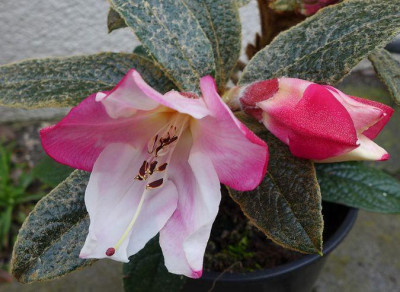 Rhododendron_edgeworthii_fars_2013.jpg