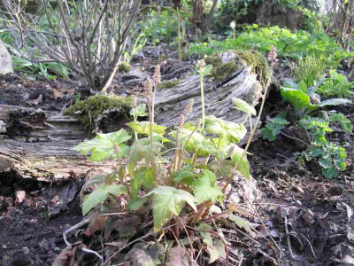 Tiarella_1024x768.jpg