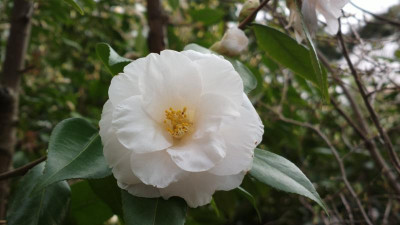 2013-04-25-0286Camellia_japonica_Hagoromo.jpg