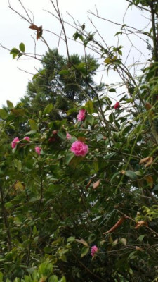 2013-04-27-0385Camellia_Debbie.jpg