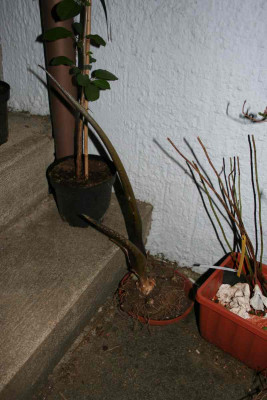 Sauromatum.jpg