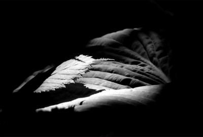 licht_im_schatten.jpg